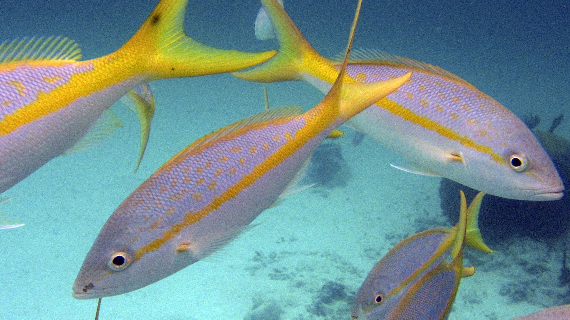 The Reef Turks and Caicos