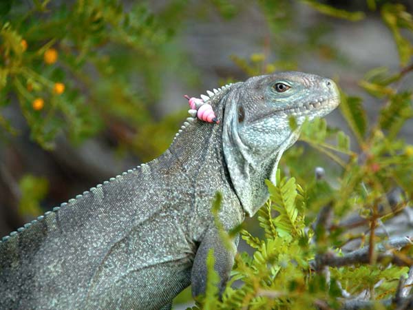 rock iguana