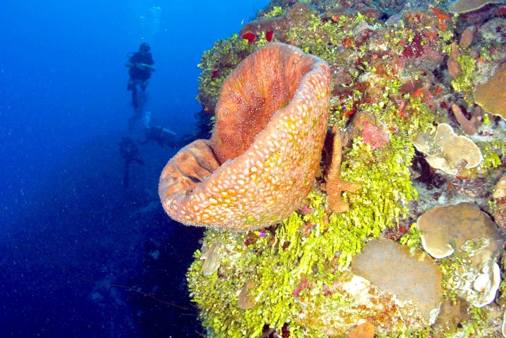 A perfect tropical diving vacation in TCI with Dive Provo