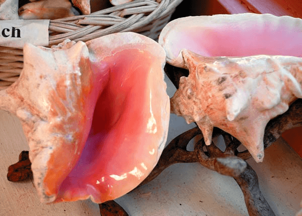 Conch Shells