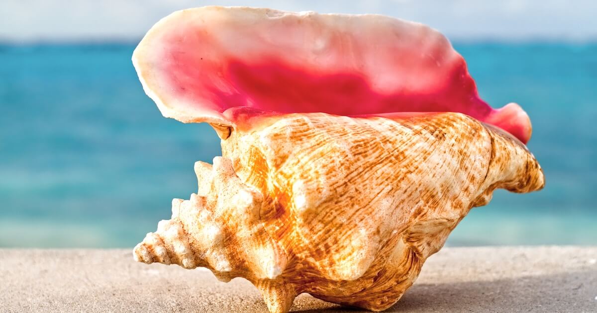 A large conch shell from the annual Turks and Caicos Conch Festival, one of the best and most popular fall events in Providenciales.