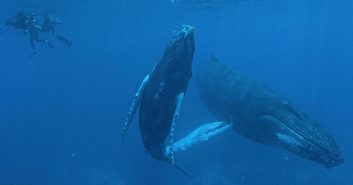 Whale Watching with Big Blue Collective