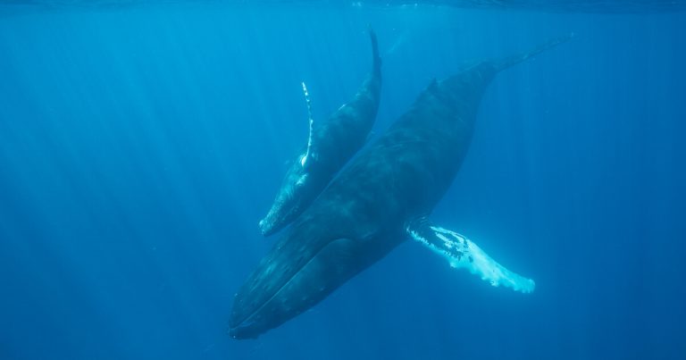 Glow Worms & Whale Watching in Providenciales, Turks and Caicos