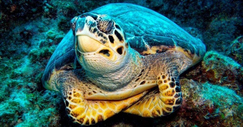 Sea Turtle Image by photographer Tom McDowell.